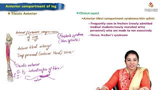 10. Anterior compartment of leg - MBBS Lecture