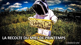 La récolte du miel de printemps