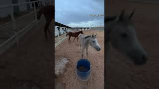 لا تقرب من الخيل وقت الاكل 🐎 #خيل #السعوديه