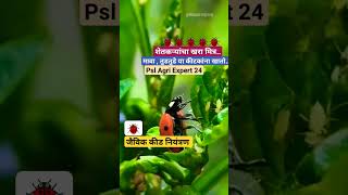 #bital #insect#organic #cantrol #insecticide #kvk #shetkari_raja #farming #kisan#pune