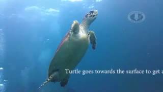 Hawksbill Turtle Breathing