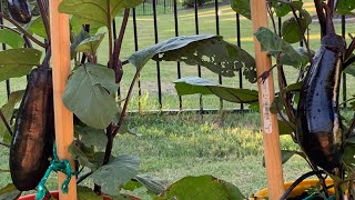 How to use Miracle Grow Plant Food in Eggplant plants