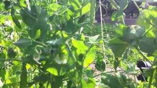 Tour of your early-summer organic vegetable garden