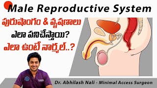 పురుషాంగం ఎలా ఉండాలి? || An Overview of Male Reproductive System in Telugu || Dr Abhilash Nali