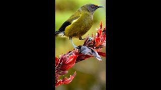 Bellbird Song of New Zealand 🎶🐦 #shorts