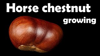 Horse chestnut tree seedling growing from seed - time lapse [4K]