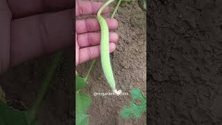 Cucumber at home | Kakdi plant  #cucumber #agriculture #shorts