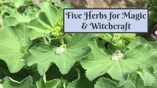 Five Herbs for Magic and Witchcraft