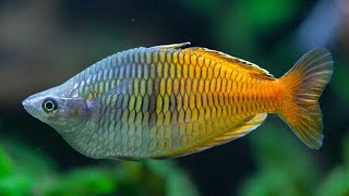 Ikan Hias Favorit di Dunia Asli Indonesia - Rainbow Fish Boesemani #dunialaut #ikanlucu #ikanunik