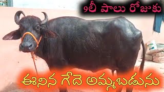 graded murrah buffalo for sale 95020 90981| పాలు ఇచ్చే గేదె అమ్మబడును| dairy