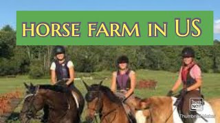 US Horse farm video | horses videos | horse farm | horse video | US horse farming | beautiful horse|