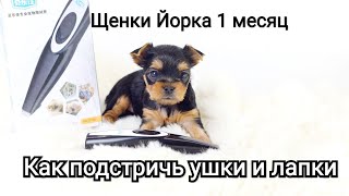 Как подстричь ушки и лапки  щенкам 1 месяц