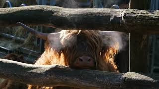 Chill in the Air, Smoke in the Hair - When Highland Cows Become Steam Engines!