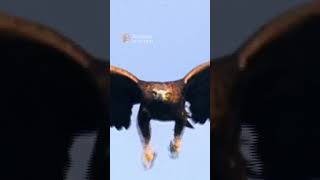 Golden Eagle drags a Goat off a Cliff #animals #eagles #wildlife