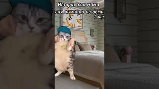 Перезалив с лайка 🤫🧏 #мем #коты #вреки