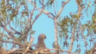 EAGLET CHECKING OUT HER  WINGS.    MAGEE MARSH