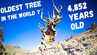 The Oldest Tree |  Blessing or Curse ? A 4852 years old tree in the white mountains of California.