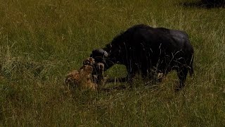 Male lion trying to take down a tough buffalo