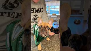 Go Pack #petsvlog #frenchbulldog #shortsfeed