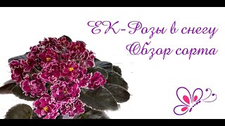 Обзор сорта фиалки ЕК-Роза в снегу