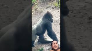 Brother in the rain #shorts #ape #gorilla #gorillatag #youtubeshorts #zoo #animals #shortsviral