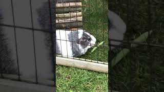 My funny guinea pigs eating their grass and carrot peelings! #cute #guineapigs