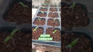 Bibit Tomat Ini Akhirnya Bermunculan #shorts #shortsyoutube #tanaman #sayuran #tomato #bibit