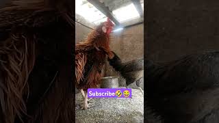 நாக்குபூச்சி😂🤣 subscribe please ❤️ #funny_chicken #funnyvideo #kozhi_koothugal #funny #budgies