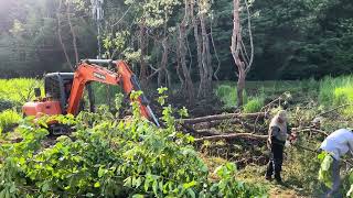 কোরিয়ানরা কিভাবে এত বড় গাছ রোপন করে || How the big Tree Plant