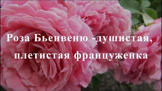 Роза Бьенвеню - душистая, плетистая француженка. Питомник растений Е. Иващенко