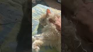 Папин Бааарсик, кот живущий на Урале🫶 #Барсик #Кот #Сибиряк #cat