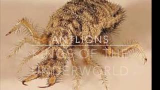 Antlions - Kings of the Underworld