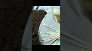 kitchen waste compost/#thegrounddiaries #gardening #composting#wastemanagement