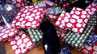 Dog opening his own Christmas present Christmas day 2021