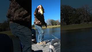 Nice 3 pound bass caught vertical jigging fluke