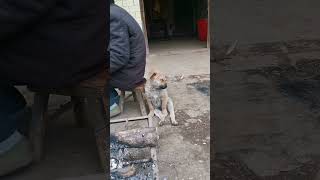 Bhago Bunny ka Bhaiya Brody aa Gya 😂 Funny Dog Short Video | Harpreet SDC