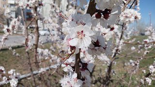 Весна. На улице и в школе тихо, дети не играют на площадках, и даже не работает транспорт.