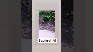 🐿 #squirrel #squirrelvideo #animalshorts #animals #animallover #animal #nature #naturelover #baby