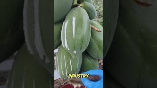 Unripe papayas produce a milky white sap when cut.