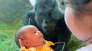 The Affectionate Gorilla Tries to Kiss Baby Through Glass❤️ Funniest Monkey Videos