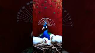 "A Mother Peacock Sheltering Her Chicks in the Rain"#mzai #zeshanai #peacock #motherpeacock#shortai