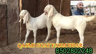 Qasmi goat farm pipar. Sojat goats