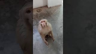 Monkey funny video 🤣 😂 #shorts #funny #comedy #monkeycomedyvideo #realfools #mrbeast #shots #short