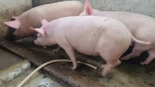 Pig lovers choice- Exotic Pig for Sale