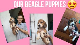 Beagle Puppies Litter of Shine | YhanRech Vlog