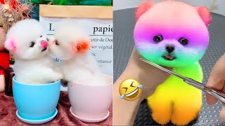 Cute Pomeranian Puppies Doing Funny Things #25🐶Cute and Funny Dogs 2024😅Box Studios