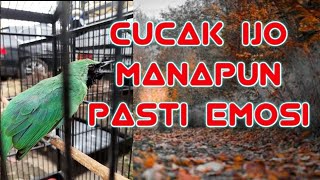 Master Cucak ijo