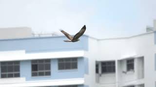 Oriental Honey Buzzard bird-in-flight