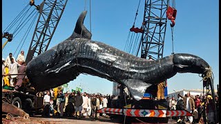 Amazing giant whale shark hauled from the sea