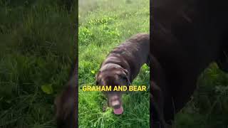 Chocolate Labrador Bear. Fun In The Field.